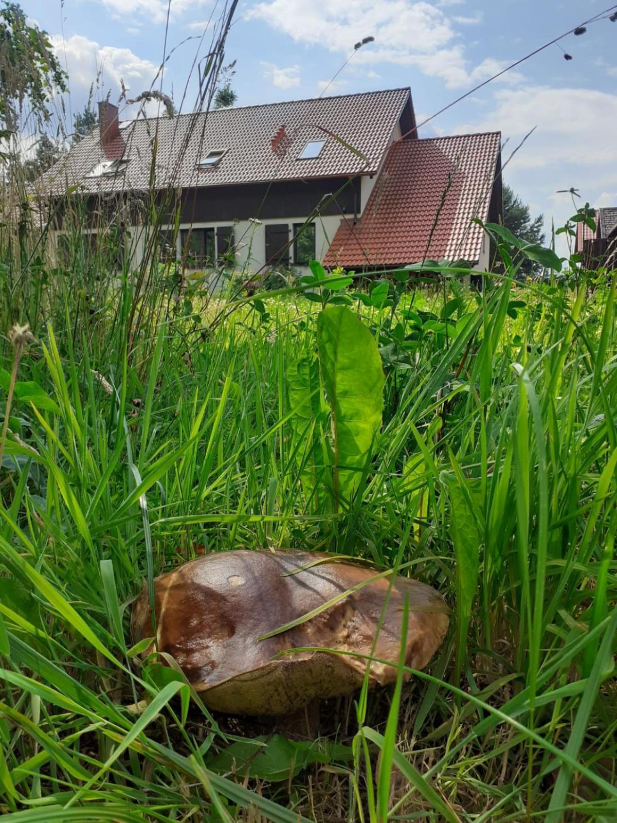 Przytulisko Stara Kiszewa Villa Exterior photo